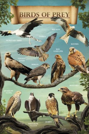 Birds of Prey