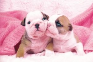 Puppies Kiss Pink Poster