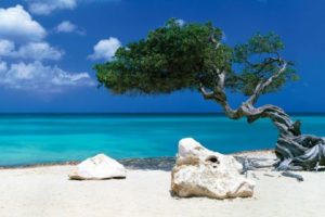 Divi Divi Tree by Tom Mackie Poster