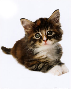 Cute Kitten Mini Poster