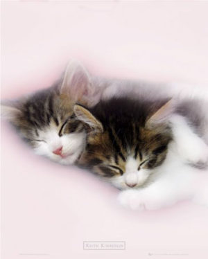 Keith Kimberlin - Sleeping Kittens Mini Poster
