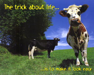 Cows Trick about Life