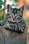 Lazy Kitten Mini Poster