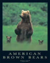 American Brown Bears