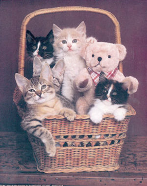 Four Kittens in a Basket Mini Poster