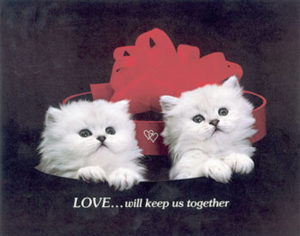 Two White Cats Love Mini Poster