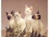 Siamese Kittens