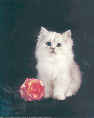 Cat and Rose Mini Poster