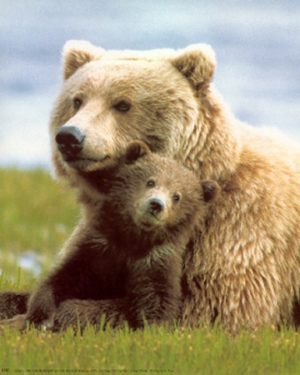 Grizzly Bear with Cub