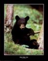 Black Bear Cub Mini Poster