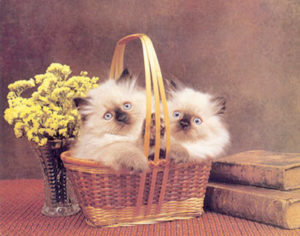 Two Kittens in a Basket