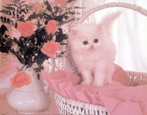 Pink Kitty Kitten Mini Poster