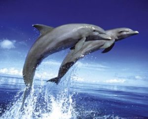 Dolphins Leap Mini Poster