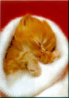 Angora Kitten