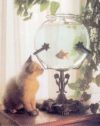 Cat and Fish Bowl Mini Poster