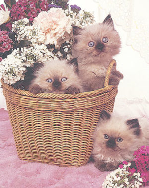 Kitty Bouquet