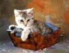 Kitten in Box