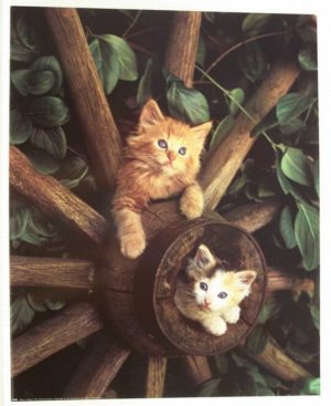 Kittens in Wheel