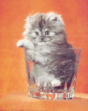 Cat in Glass Mini Poster