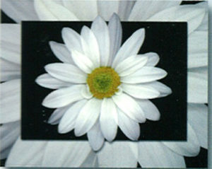 Daisy Mini Poster