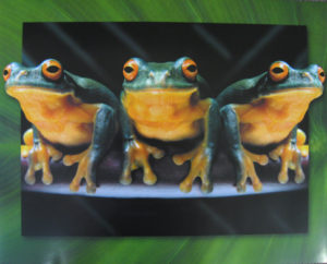 Froggy Trio Mini Poster
