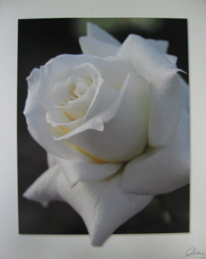 White Rose Mini Poster