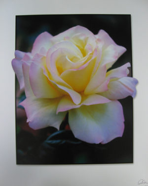 Carol's Rose Mini Poster