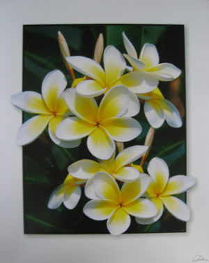 Big Bright Frangipanis Mini Poster