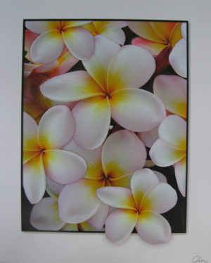 Irma's Frangipani Mini Poster
