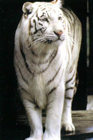 White Tiger Poster