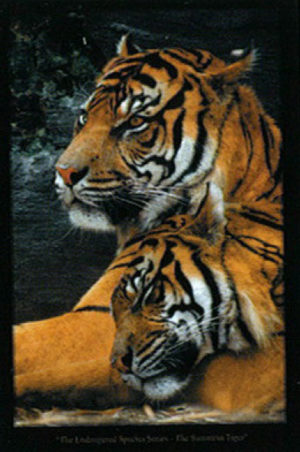 Sumatran Tigers Poster