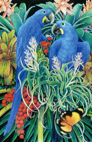 Ian Laurens - Hyacinth Macaws