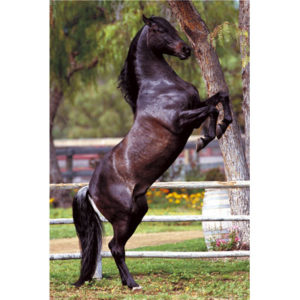 Andalusian Stallion Horse Poster
