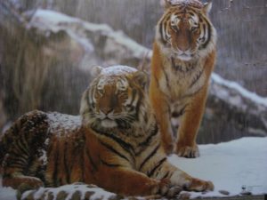 WWF Tigers in the Snow Poster