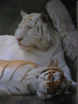 Tiger Dreaming