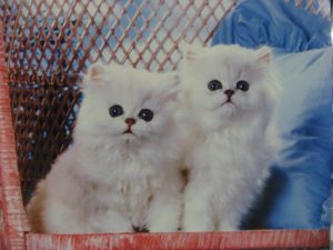 Two Kittens on Chair