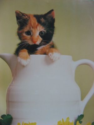 Kitten in Jug