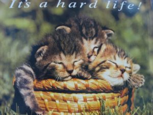 Its a Hard Life Kittens Mini Poster