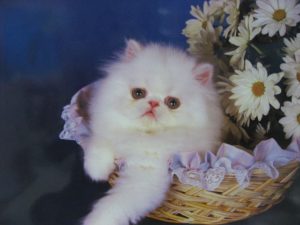 Fluffy White Cat Mini Poster