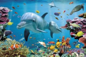 Tropical Underwater Ocean Poster