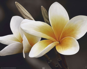 Frangipani