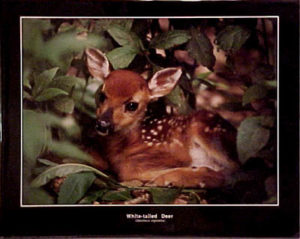 White Tailed Fawn