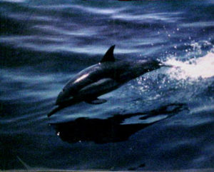 Dolphin Jump Mini Poster