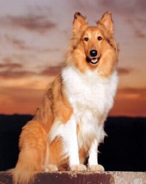 Collie Dog Mini Poster