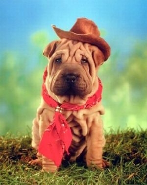 Shar Pei Cowboy Dog