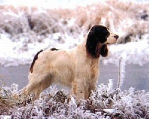Springer Dog in the Snow Mini Poster