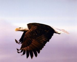 Bald Eagle in Flight