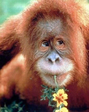 Orangutan