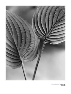 Two Leaves Photographic Print
