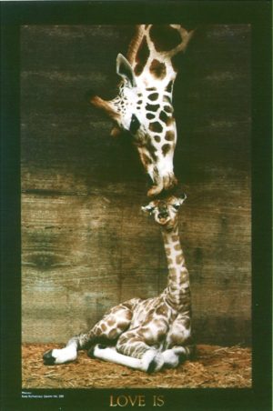 Makulu Giraffe Love Is Poster